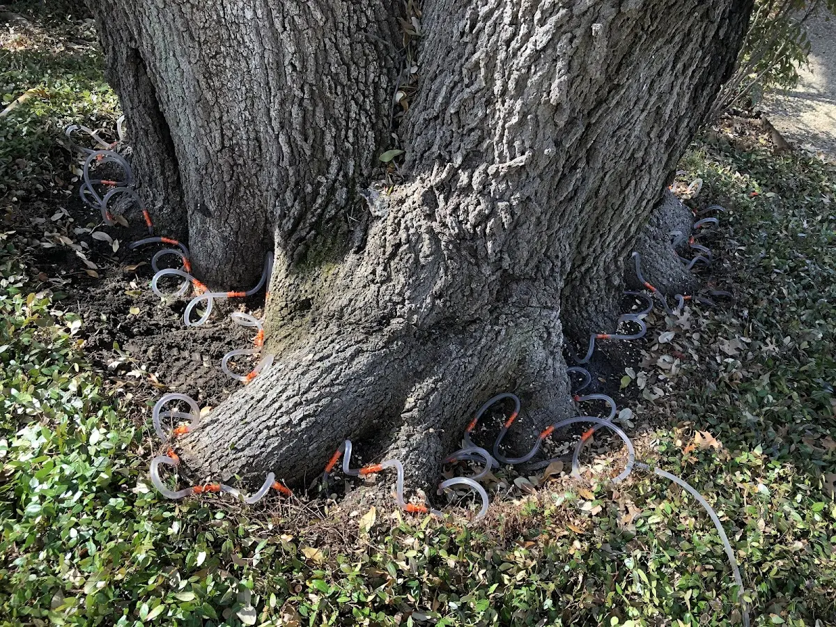 Detailed Tree Cabling and Bracing job site in Mcclellan